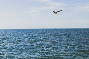 Mar Adriático con gaviota volando 