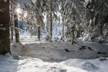 Fototapeta na wymiar forest in winter, branches covered in snow, sunny day