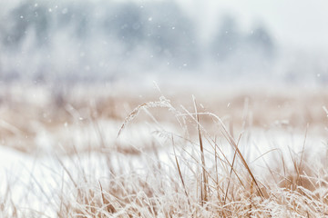 Fototapeta premium Winter, winter forest, snow, blizzard, winter day, trees in the snow , reeds in the snow