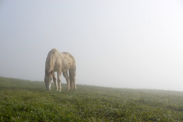 wild horse, paint horse grazing in the morning fog