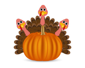 Turkeys cartoon with pumpkins on the feast day