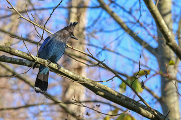 Steller's Jay
