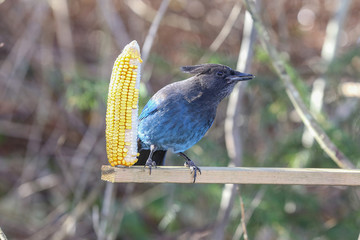 Steller's Jay