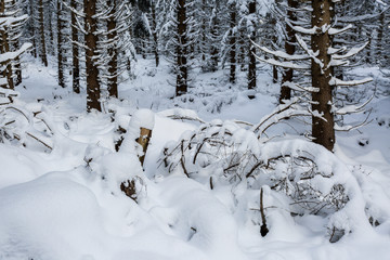 forest in winter, branches covered in snow, sunny day