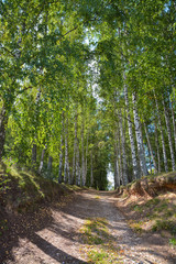 Forest road in the birch grove in summer