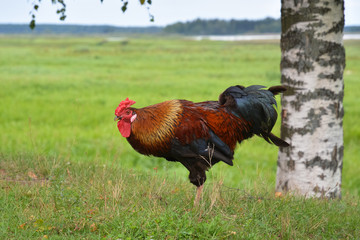 Beautiful rooster standing next to a birch