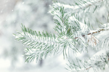 Naklejka na ściany i meble Winter, winter forest, snow, blizzard, winter day, coniferous forest, pine forest in snow, snow-covered Christmas tree, Christmas tree 