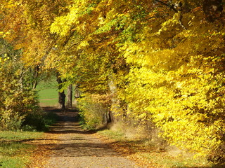 wiejska droga jesienią