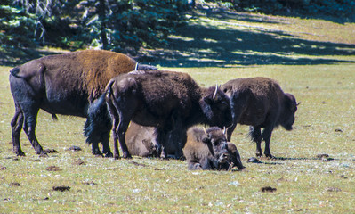 Bison on the Grand Canyon north rim