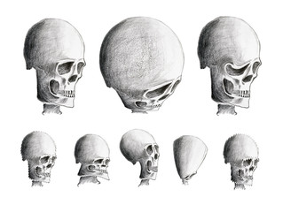 Hand drawing of the various human skulls