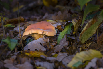 Mushroom in autumn foliage