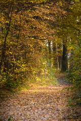 Obraz premium Trail through the woods in autumn