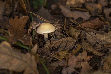 Mushroom in autumn foliage