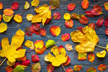 Fototapeta na wymiar Colorful autumn leaves, over a wooden background