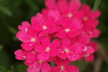 Fototapeta premium Sakurasou