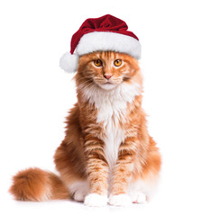 Portrait of Maine Coon kitten in red Christmas Santa hat. Funny cute orange striped cat dressed as Santa Claus looking at camera. Christmas kitty isolated on white background. 