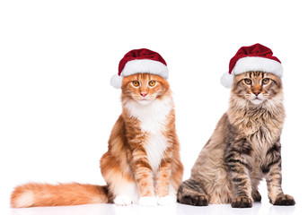 Portrait of Maine Coon kittens in red Christmas Santa hat. Funny cute cats dressed as Santa Claus looking at camera. Christmas kitty isolated on white background. 