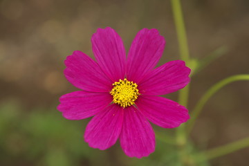 Obraz premium コスモス