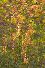 Red and yellow ivy climbing on a wall for use as a background
