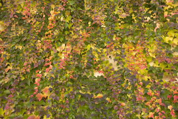 Red and yellow ivy climbing on a wall for use as a background