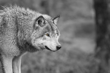 Loup Gris 