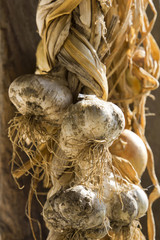 Garlic bulbs and onions drying in the sun