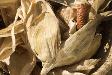 Close up of dry corn leaves © mayabuns