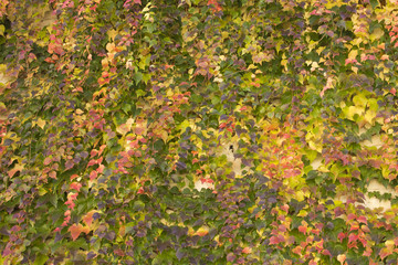 Red and yellow ivy climbing on a wall for use as a background