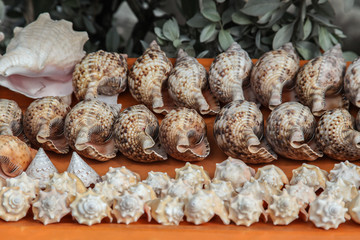 Ocean shell from Caribbean market