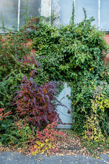 Herbstliche Bl&auml;tter