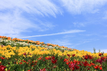 舞洲ゆり園満開