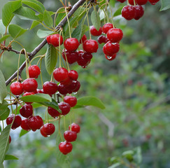 Ripe cherries on a tree branch with water drops on them after summer rain