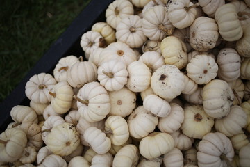 Many Small White Pumpkins