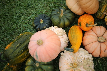 Pink, White, Green, and Orange Pumpkins and Gourds