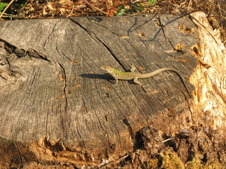 Lucertola al sole