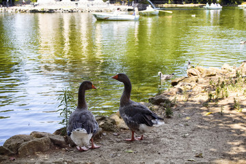 Ducks near picturesque 1786 Ionic style temple amid a scenic lake & accessible by a wooden pier at Borghese garden in Rome.
