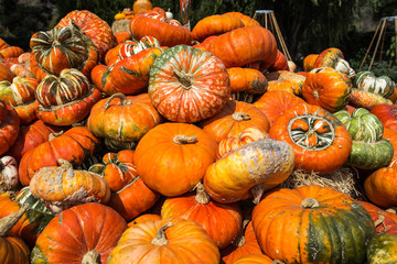 Colorful,variety of pumpkin yard farm ready for carving Jack O L