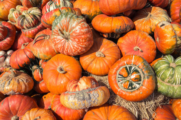 Colorful,variety of pumpkin yard farm ready for carving Jack O L