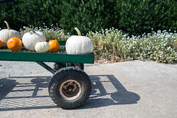 Colorful,variety of pumpkin yard farm ready for carving Jack O L