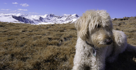 Traildog on Woods Mountain