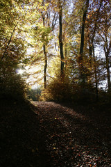 Fototapeta premium Herbsttag im Wald