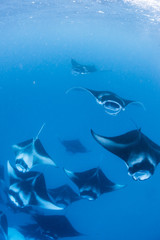 Manta Rays in Hanifaru bay