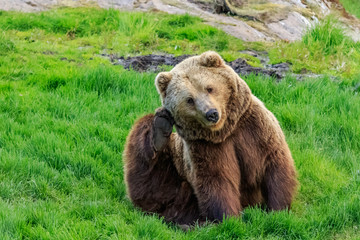 Obraz premium Brown bear