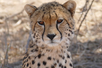Guépard triste