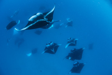Manta Rays in Hanifaru bay