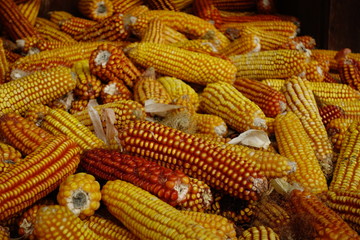 Fototapeta na wymiar Harvest of Maize. Agricultural Production.