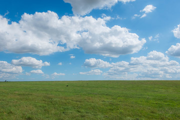 grass field with blue sky. rural landscape