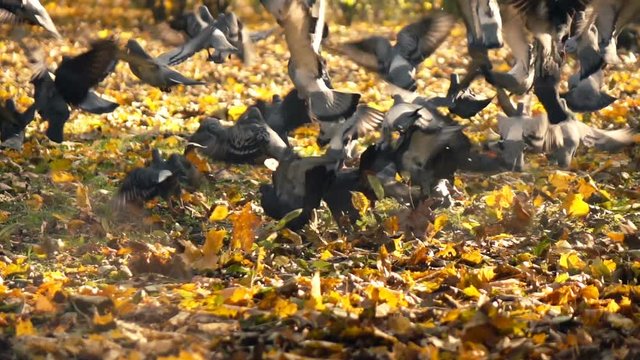 Man running and scaring pigeons in autumn park, super slow motion 240fps
