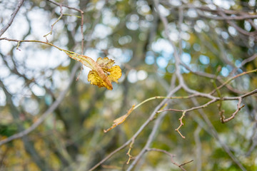 Leaves on tree, turning to yellow. Spring, Autumn.