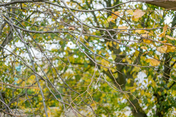 Leaves on tree, turning to yellow. Spring, Autumn.